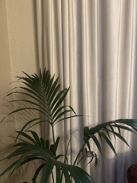 Тканина для штор Barkhat 300 або готові штори за 3 дні !!!