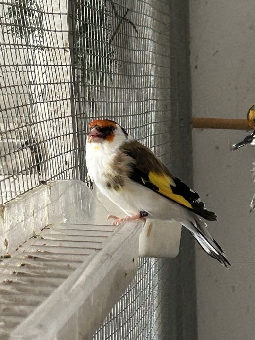 Pintassilgos Major