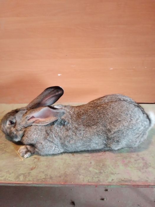 Sprzedam królika olbrzym belgijski samiec  9 miesięcy