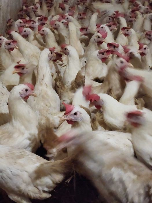 Kury nioski młode Rosa Messa Dominant Leghorn Dowóz Gratis Zapraszam