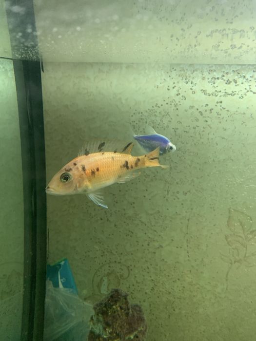 Малавійські цихліди