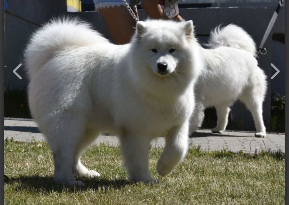 Samoyed suczka szuka dobrego domku