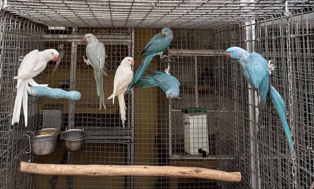 Ring necks para cedência