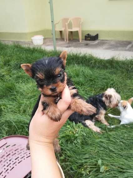 Пухнастик для тих, хто хоче справжнього друга!