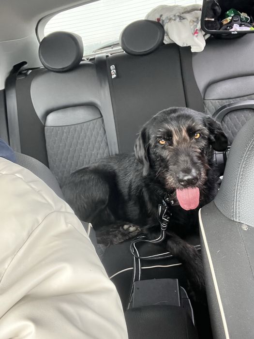 Petsitter / Hospedagem