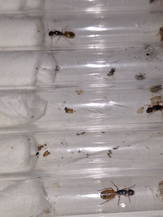 Camponotus fedtschenkoi 1Q + 1-3W - mrówka, mrówki