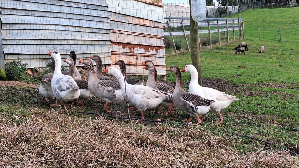 Vendo casais de gansos (2 fêmeas e 1 macho)