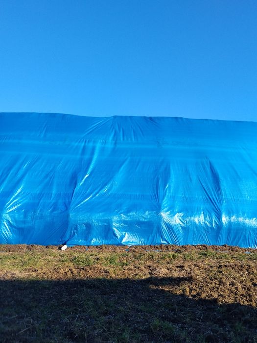 Słoma sucha jęczmienna