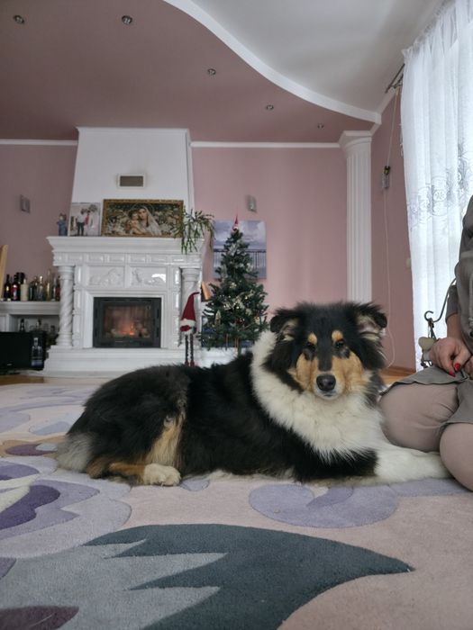 Продається цуценя коллі довгошерстного