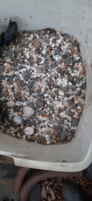 Морські камінчики та ракушки рапана