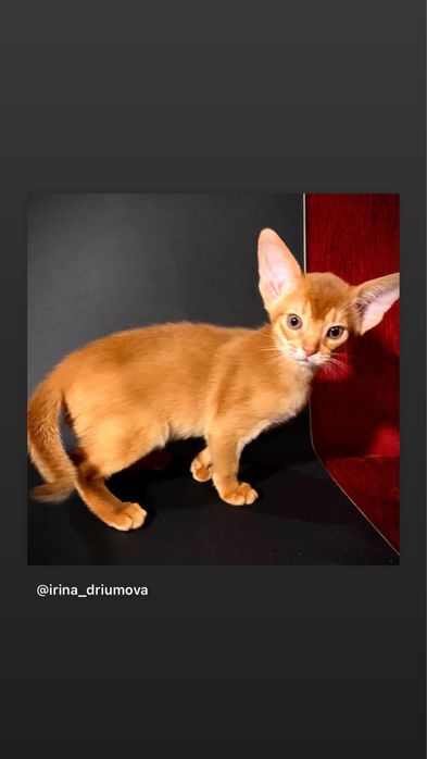 Абиссинские Рыжики !!!