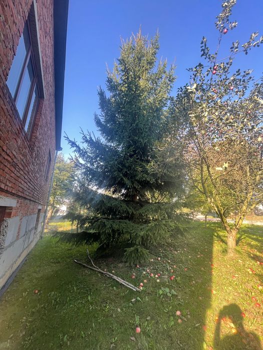 Ялинки живі, самовивіз