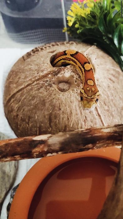 Cobra corn snake
