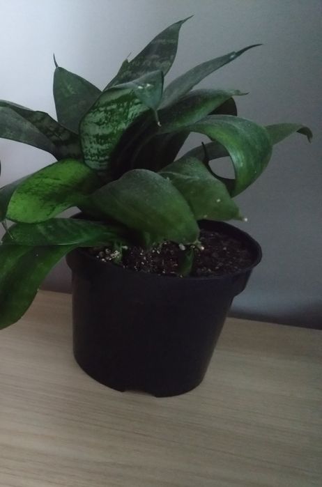 Sansevieria trifasciata 'Green Hahnii'