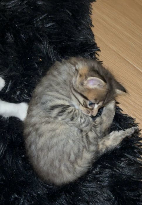 Маленький котик шукає сімʼю
