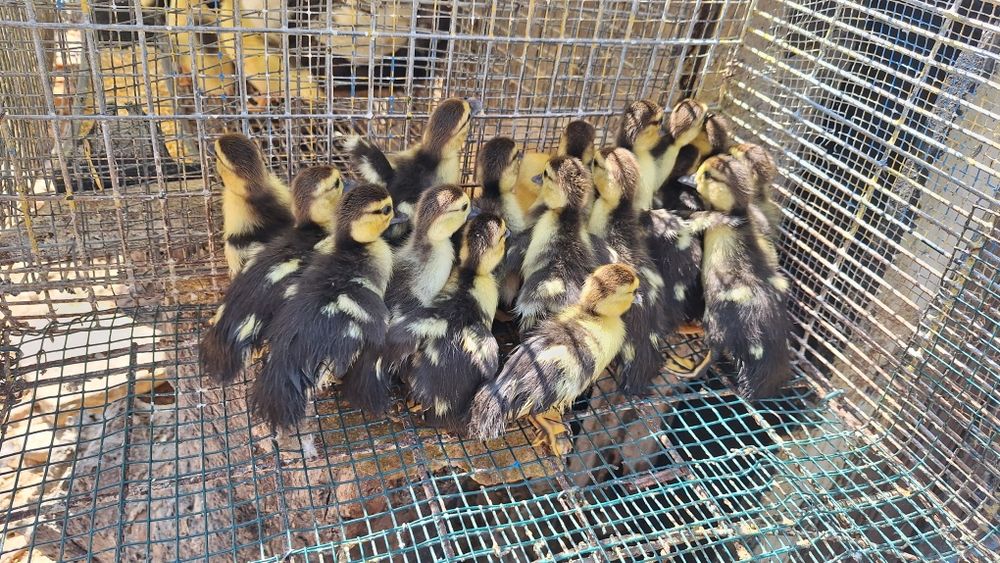 Patos mudos bebés