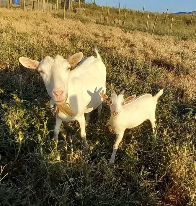 VENDO cabrinha de 3 meses
