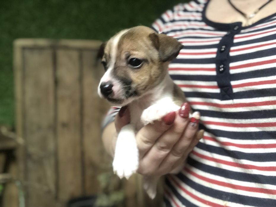 Щенки Джекі рассел терер ( пес патрон )