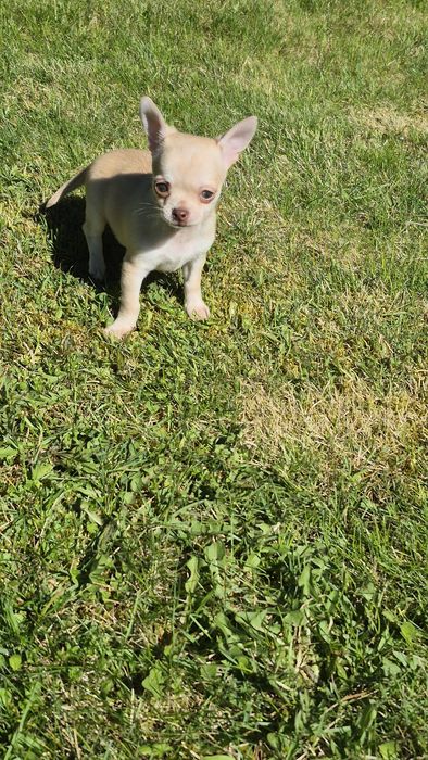 Piesek  chihuahua gotowy do odbioru