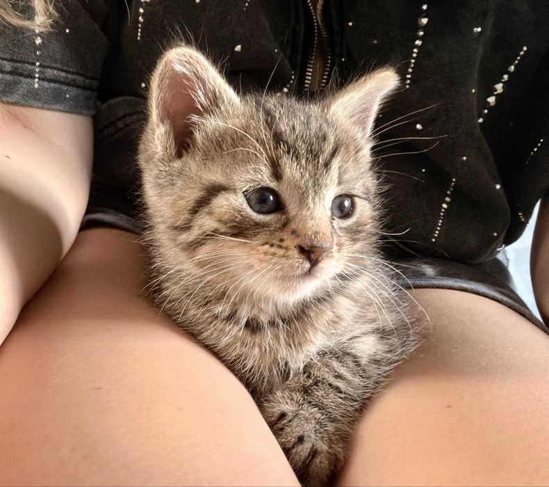 Kocięta do adopcji