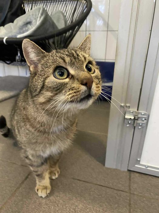 Bruno i Kacperek dwa kocurki adopcja wspólny dom schronisko