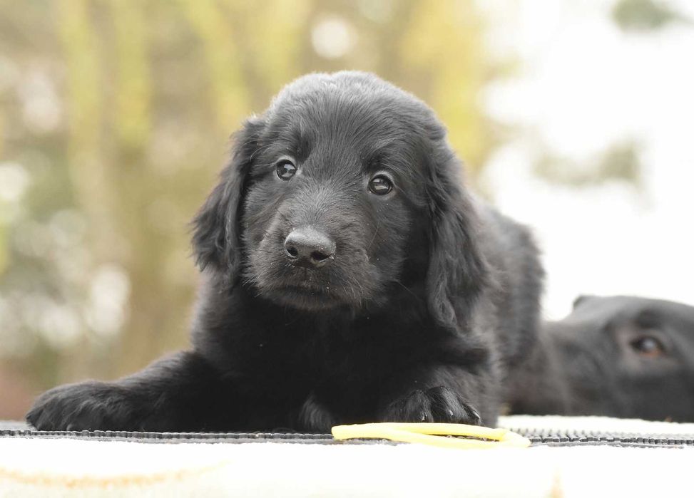 FLAT COATED RETRIEVER - czarny chłopczyk odb Maj