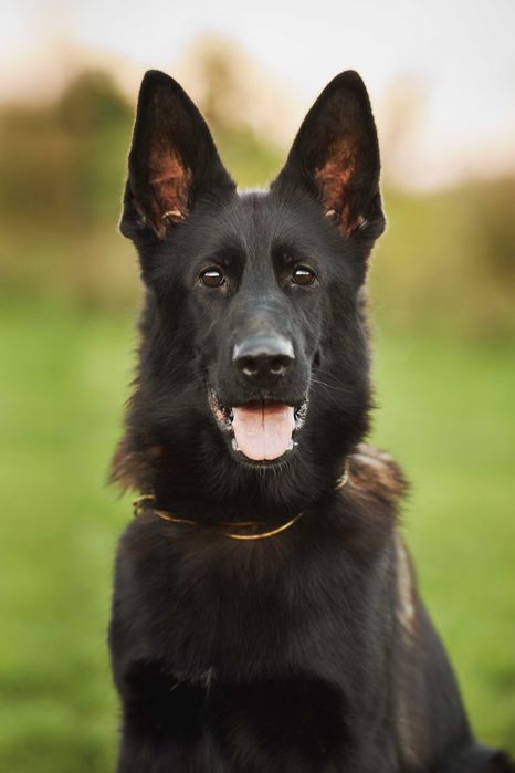 Owczarek niemiecki krótkowłosy Owczarki niemieckie krótkowłose