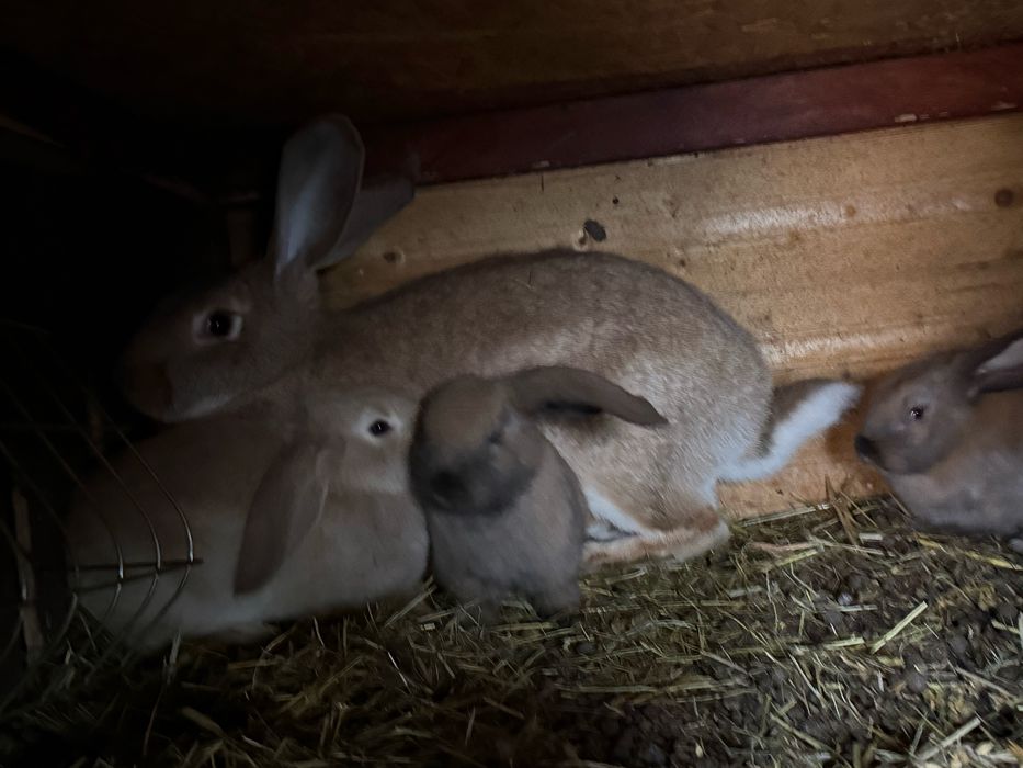 Sprzedam króliki hodowlane mieszańce