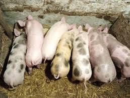 Продам поросята