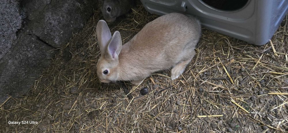 Coelhos caseiros de boa qualidade.