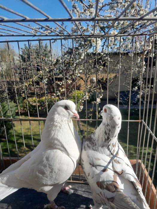 Gołębie kingi para