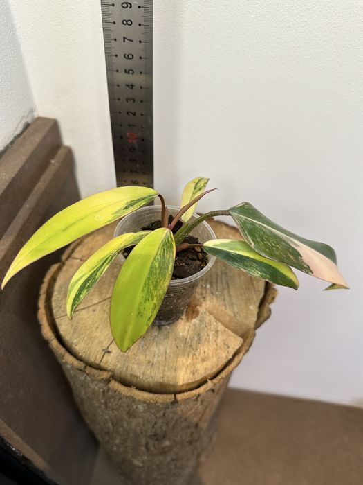 Філодендрон  Philodendron  Red Emerald var.