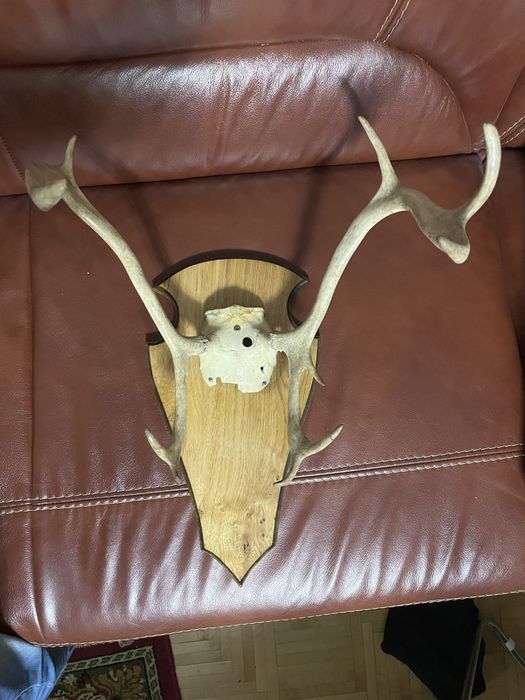 Poroże renifera z czaszką