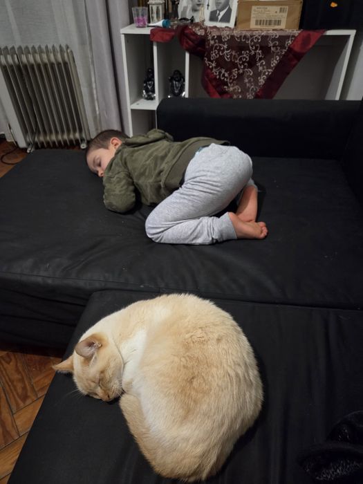 Gato para adoção