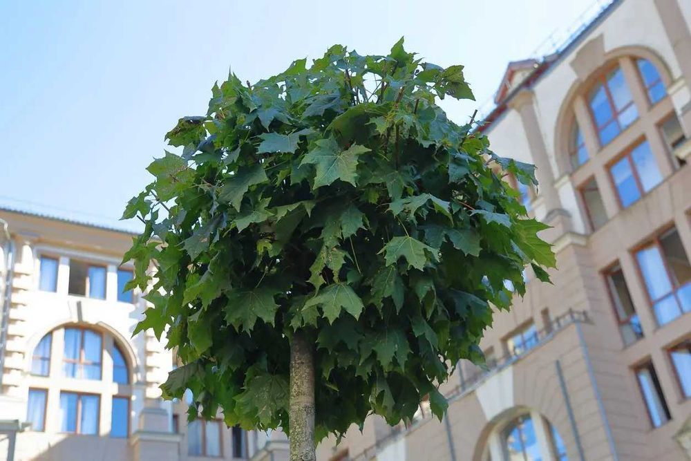 Klon GLOBOSUM Acer kulisty PURPLE GLOBE Golden Globe drzewa alejowe