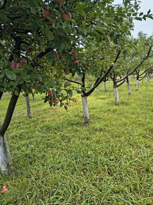 Продається земельна ділянка