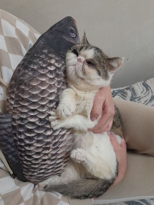 Отдам кота экзота