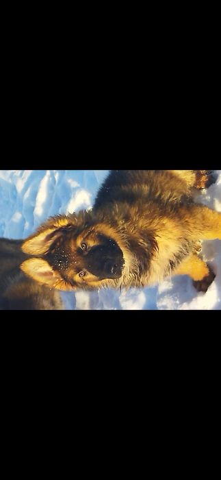 Німецька вівчарка