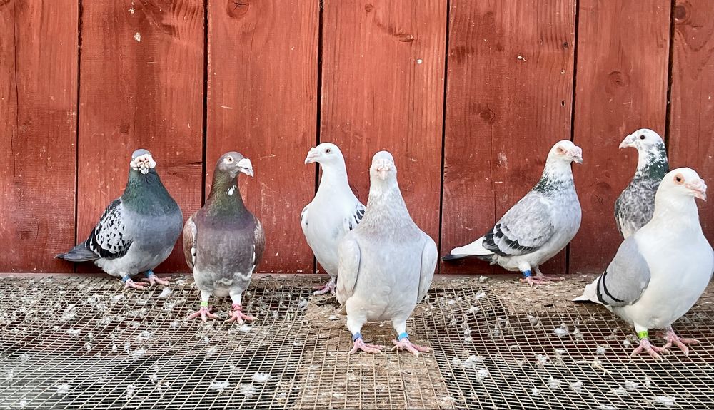 Gołębie staropolskie samce i samiczki