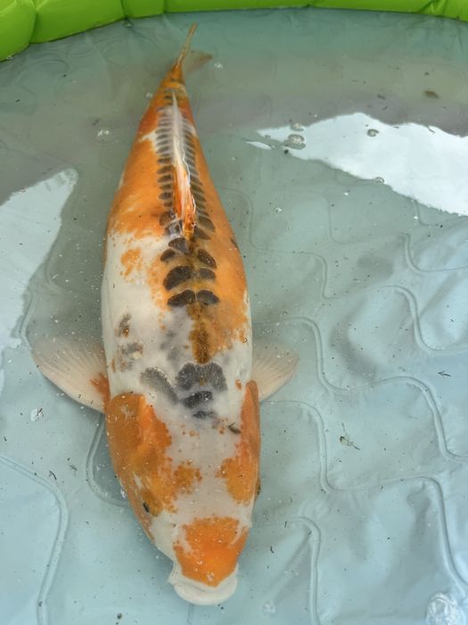 Carpa koi hi shushui female 85+