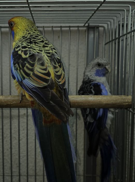 Roselias varias mutações