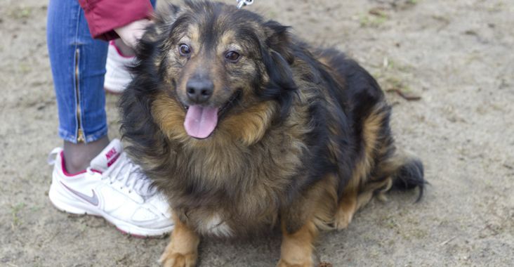 Fuks porzucony daj dom aktualne