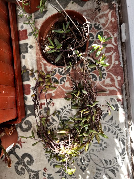 Suculentas “colares”