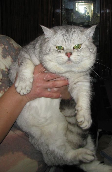 Зеленоглазый серебристый приглашает