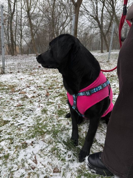 Дівчинка у добру родину