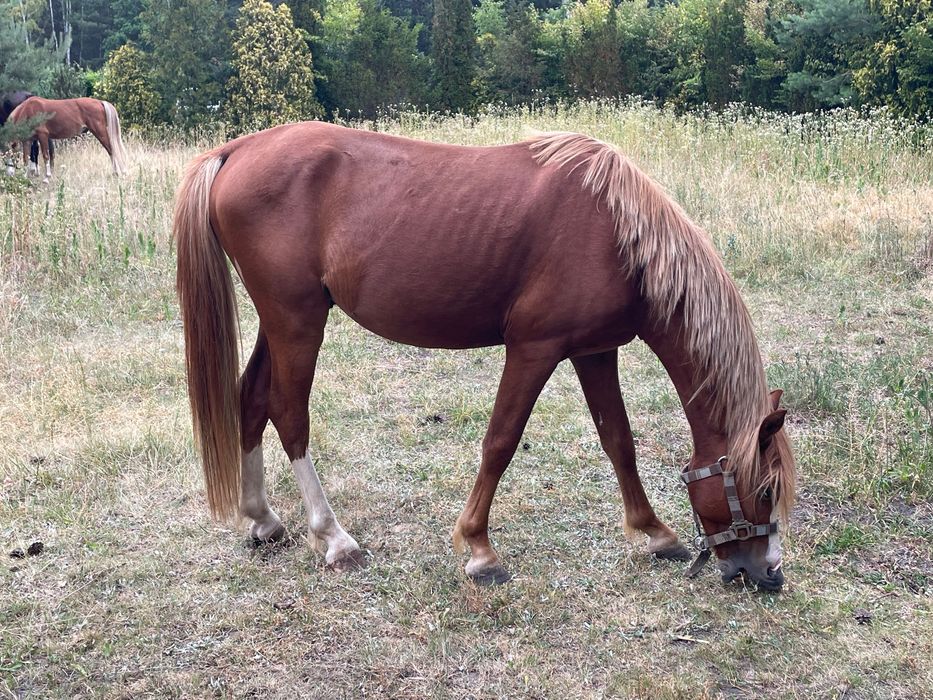 Dwa kuce walijskie wałachy holenderski paszport