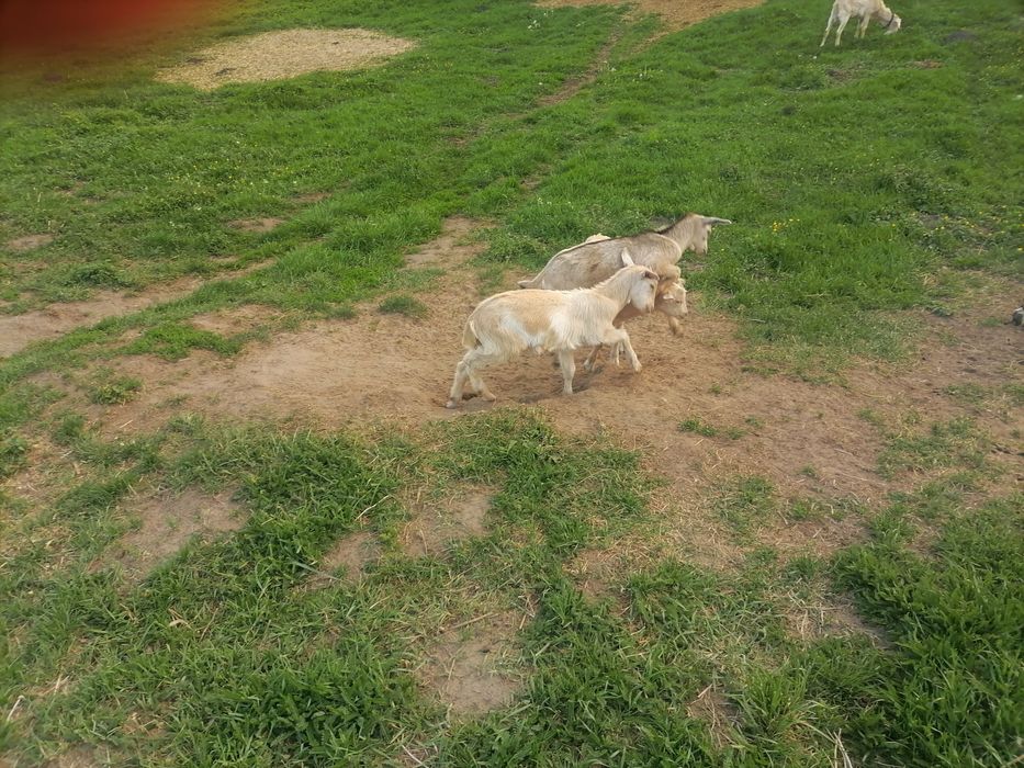 Kózki koziołki  na ad sprzedaż