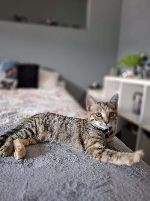 Gatinha bebé para adoção