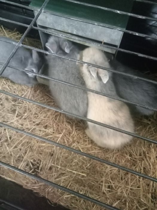 Coelhos anões bebés