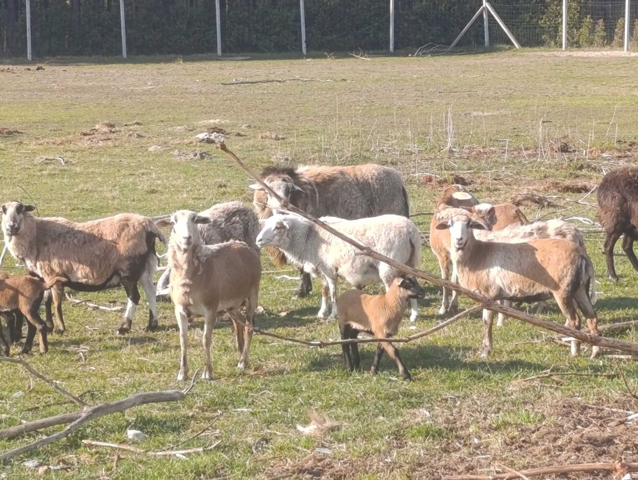 Owce kameruńskie